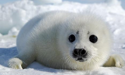 New Seal Cub Clubbing Club