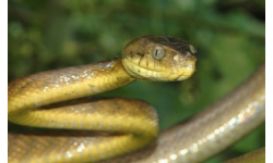 Boomslang