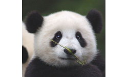 Save The OG Pandas