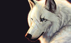 ♥WOLF♥