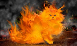 infernal cats