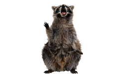 Raccoon(PRO)