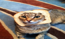 Breaded Cats