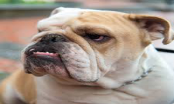 Chinese BULLDOG