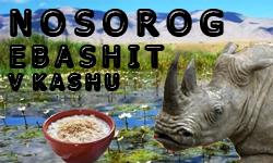 NosorogEbashitVKashu