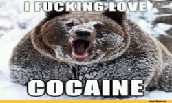 COCAIN BEAR