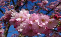 Twilight Sakura
