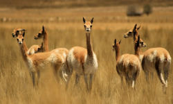 CIBERVICUÑAS