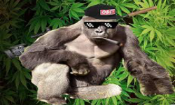 Cult Of Harambe