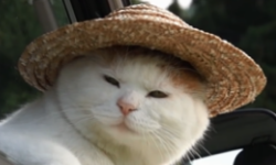 Sad Cats with Straw Hats