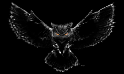 Lucky Night Owls