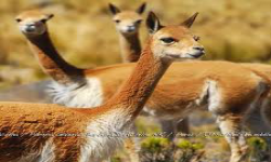 GOLDEN VICUÑAS