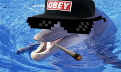 MLG.DOLPHINS