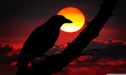 Sunset Ravens