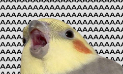 zxcyeban