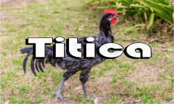 Titica