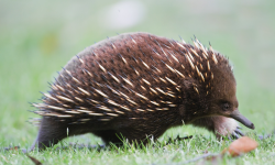 East Side Echidnas