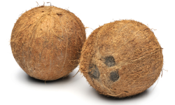Big Brown Coconuts