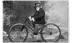 Monkey on Bike
