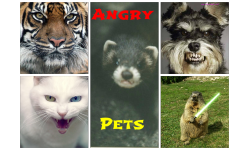 Angry Pets