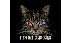Felis Silvertis Catus!