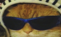 coolCATZ