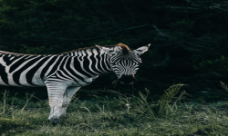 Zebra