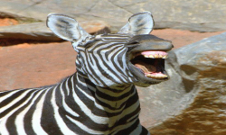 Roaring Zebras