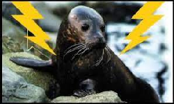 Electric Seal