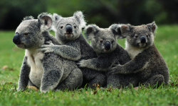 The Killa Koalas