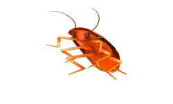 RGB Roach