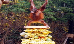 Orangutan Gang