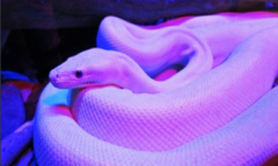 Purple Snake