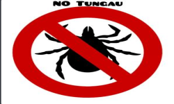 No Tungau
