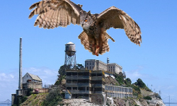 Owlcatraz