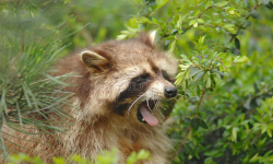 yawning raccoon
