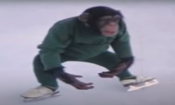Chimps on Ice