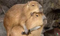 Capybara Team