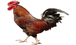 LowMyShmotki
