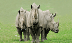 Last of the Rhinos
