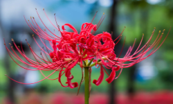 Lycoris