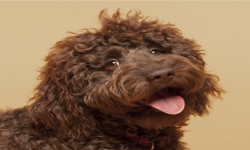 LABradoodle