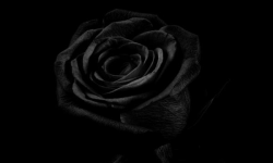 Black Rose Gaming