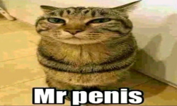 Mr penis