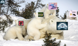 Polar Bear Jer + 4 cubs