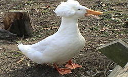 ANGRYGOOSE