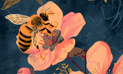 Honey Beesports