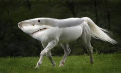 Sharkhorse