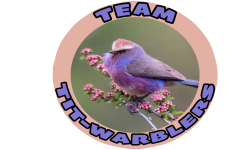 Tit-Warblers