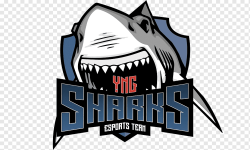 Sharks Boys 